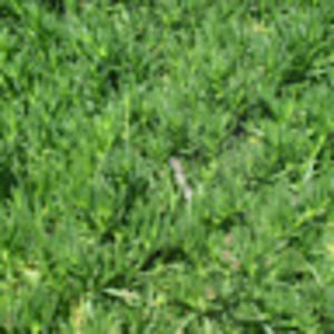 Meet your Posher, Angela zyra